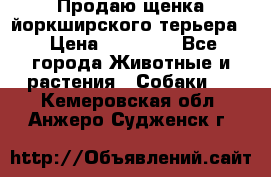 Продаю щенка йоркширского терьера  › Цена ­ 20 000 - Все города Животные и растения » Собаки   . Кемеровская обл.,Анжеро-Судженск г.